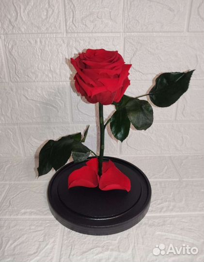 Живая роза в колбе premium