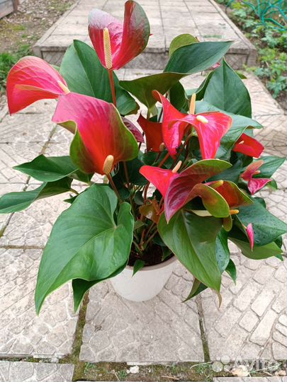 Антуриум Эдисон Edison