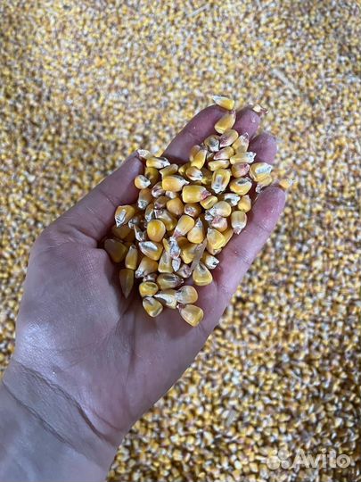 Кукуруза зерно