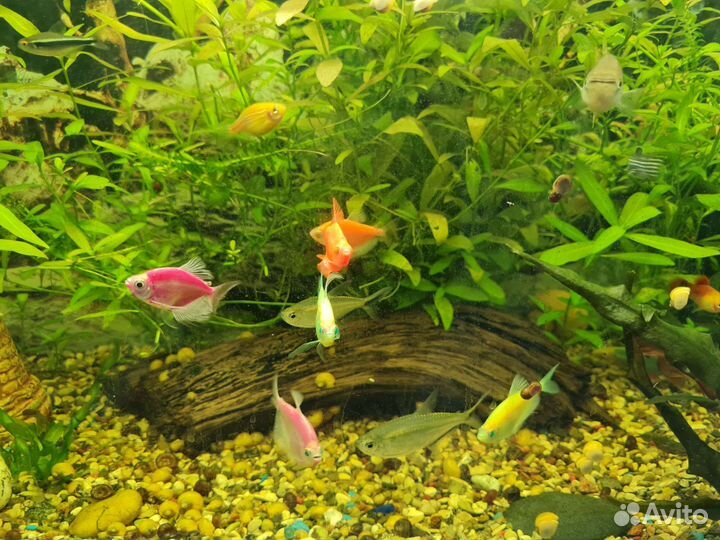 Аквариум 100л