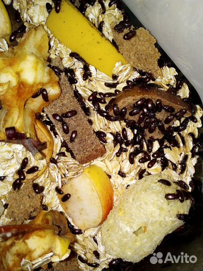 Жук- знахарь(чернотелка)