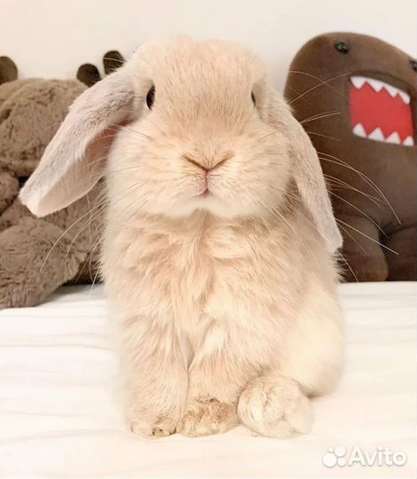 Декоративные кролики вислоухие