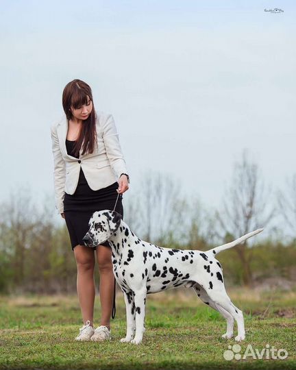 Далматин (вязка)