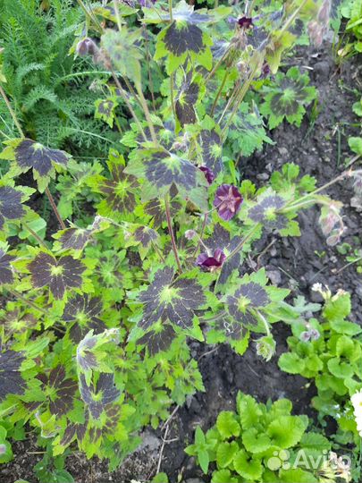 Аконит цветок