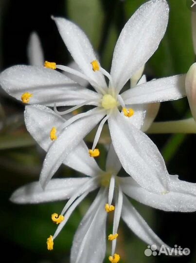 Хлорофитум