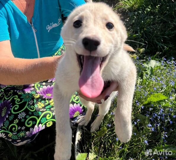 Собака в добрые руки
