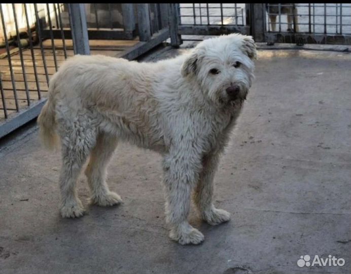 Собака бесплатно