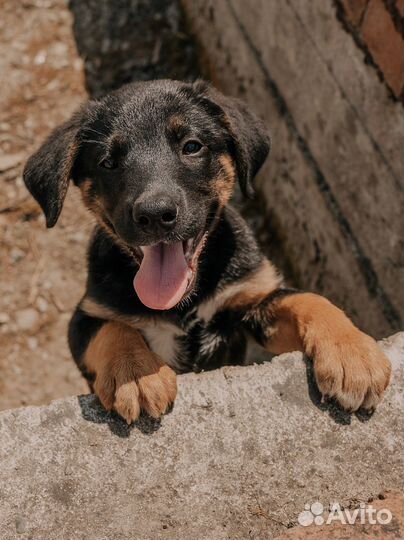 Дейла — спасённый щенок в добрые руки