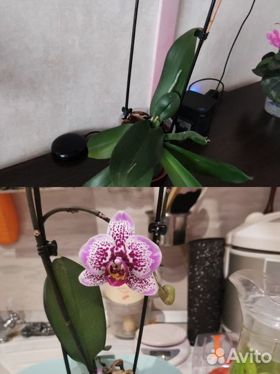 Орхидея фаленопсис