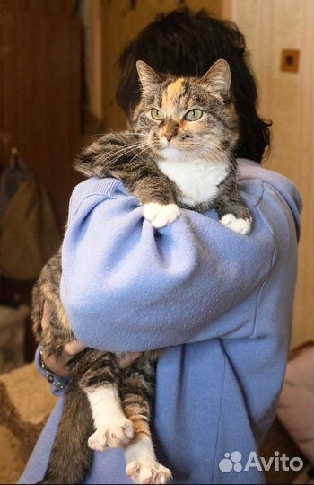 Ручная ласковая с инвалидностью Мила ищет передерж