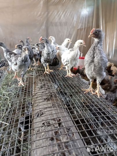 Цыплята Доминант