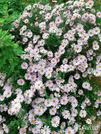 Астра Виргинская (сентябринки)