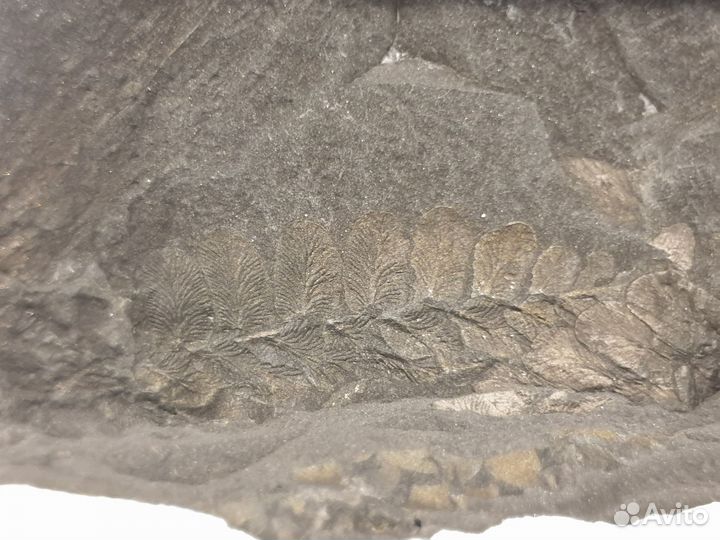 Уголь с отпечатками древних растений