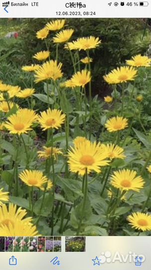 Ирис,ромашки,бадан и почвопокрывные многолетники