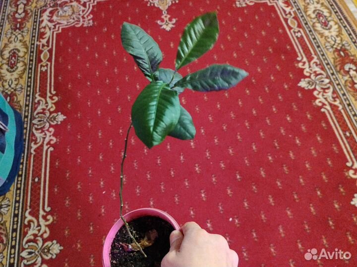 Экзотические растения