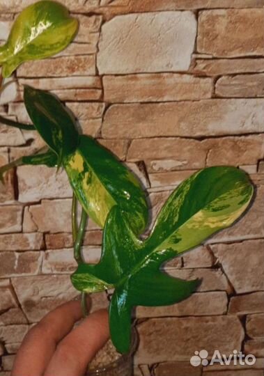 Филодендроны ред андерсон,Маска,Веррукозум