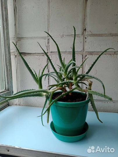 Алоэ на срезку