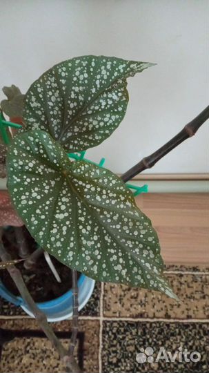 Бегония старше 10 лет