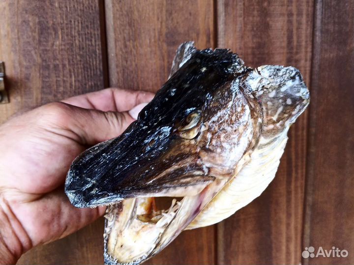 Голова щуки