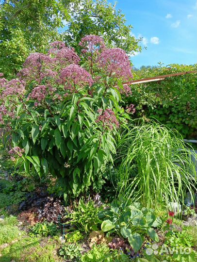Зверобой посконник горноколосник шалфей ромашка