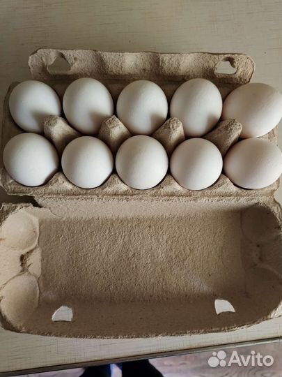 Домашние куриные яйца