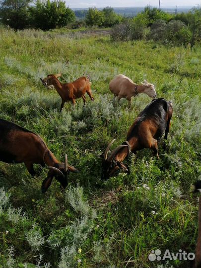 Козы, козлята