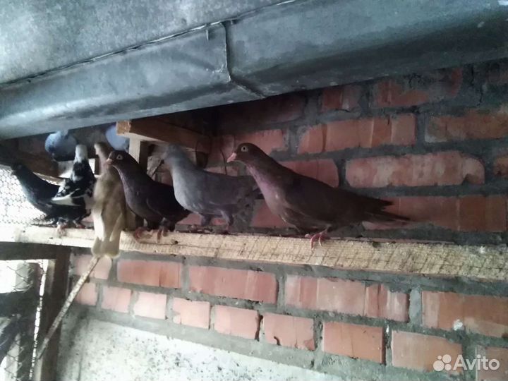 Голуби бакинские. молодежь