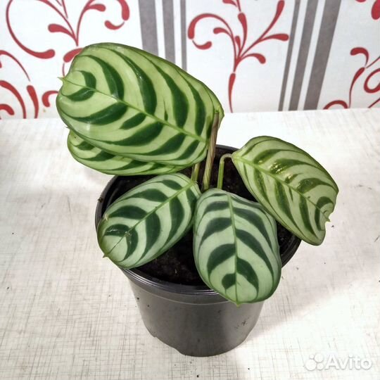 Ктенанта Бурле Маркси (Ctenanthe burle-marxii)