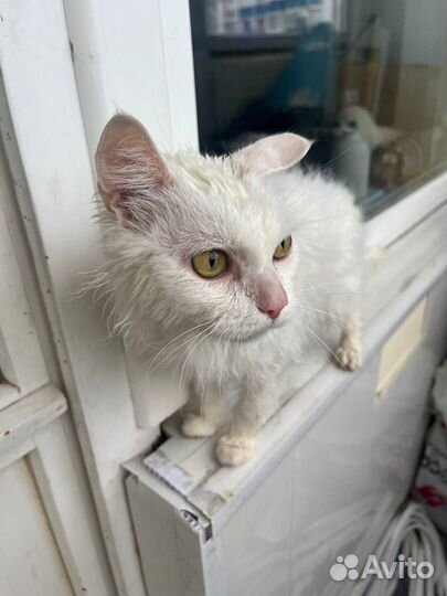 Кот