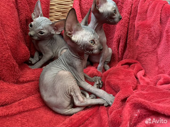 Канадский сфинкс девочки