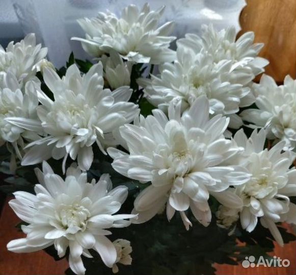 Хризантема