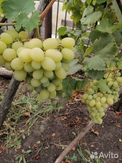 Виноград
