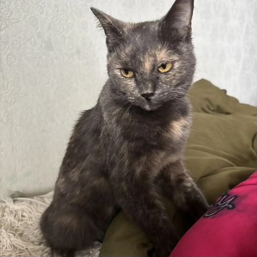 Карельский бобтейл, взрослая кошка