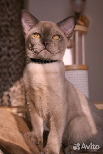 Европейская бурма котенок