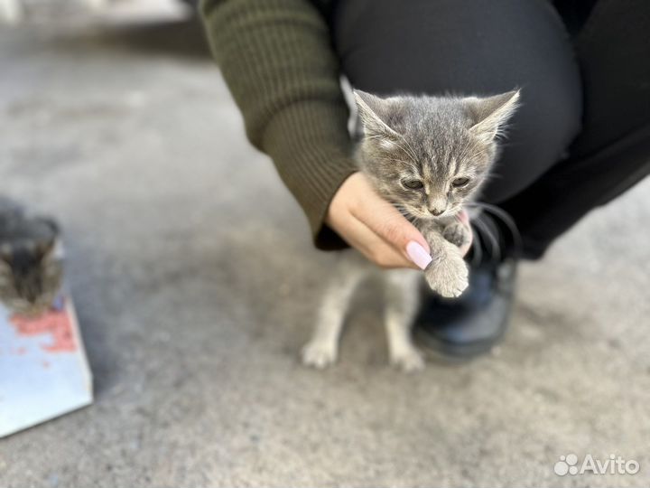 Котята в добрые руки даром
