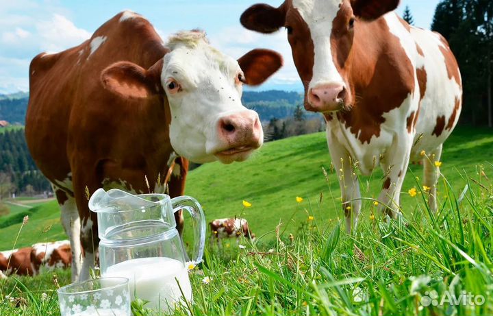 Молоко коровье