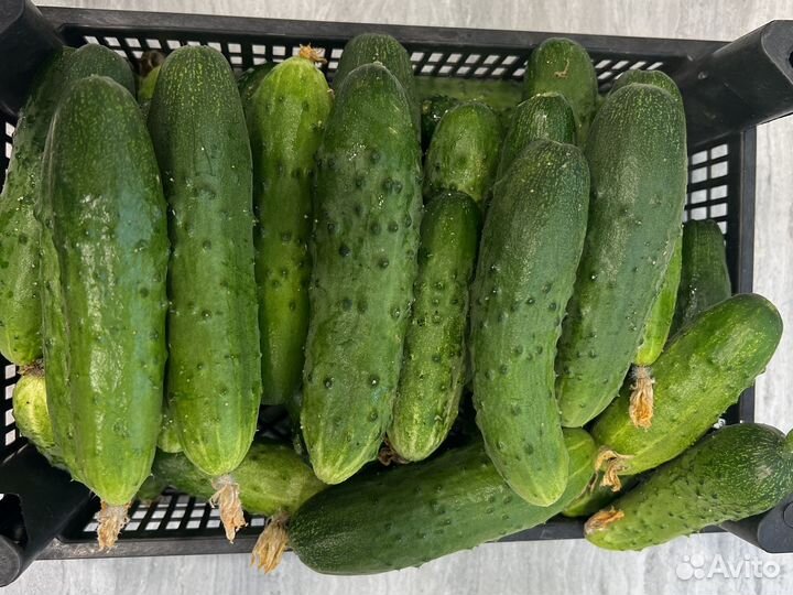 Огурцы свежие с огорода