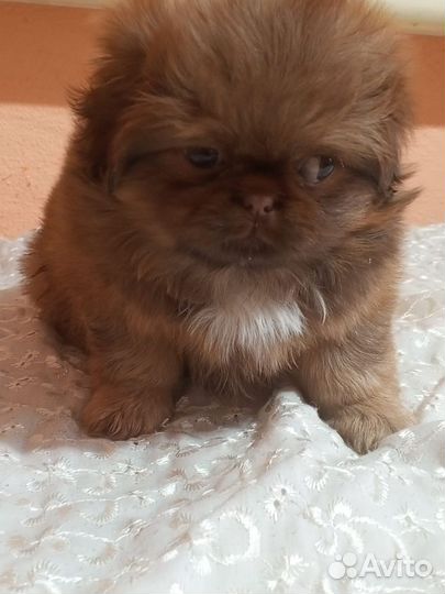 Щенки пекинеса