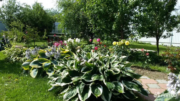 Хоста гибридная Сага