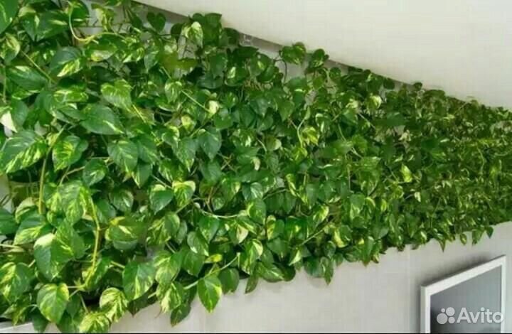 Домашние цветы