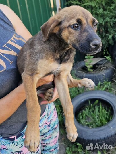 Щенок из приюта