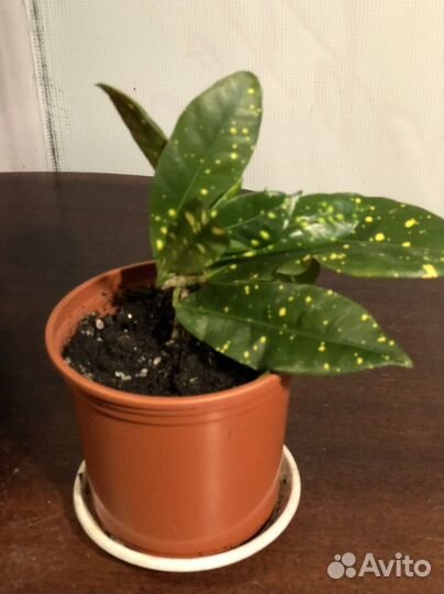 Кротон аукуба