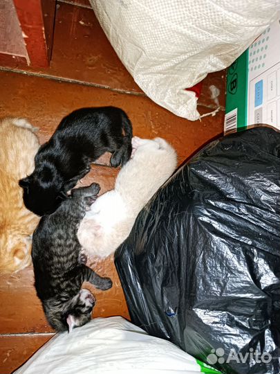 Отдам в добрые руки