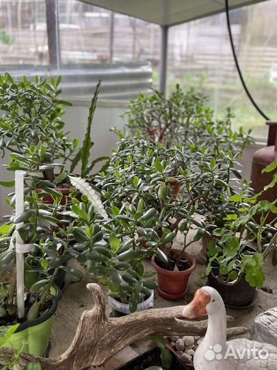 Толстянка (денежное дерево)