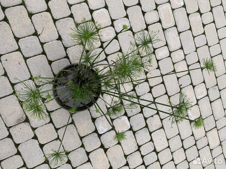 Папирус, хосты, нимфеи, все для сада и водоема