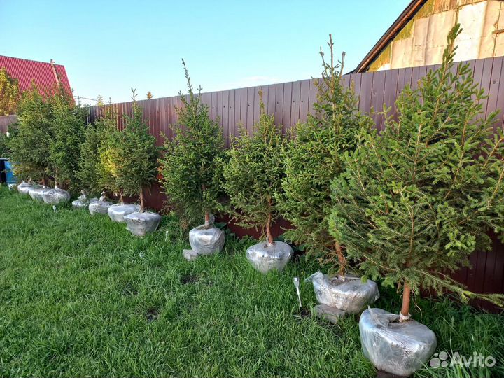 Саженцы кедра, ели, Пихты