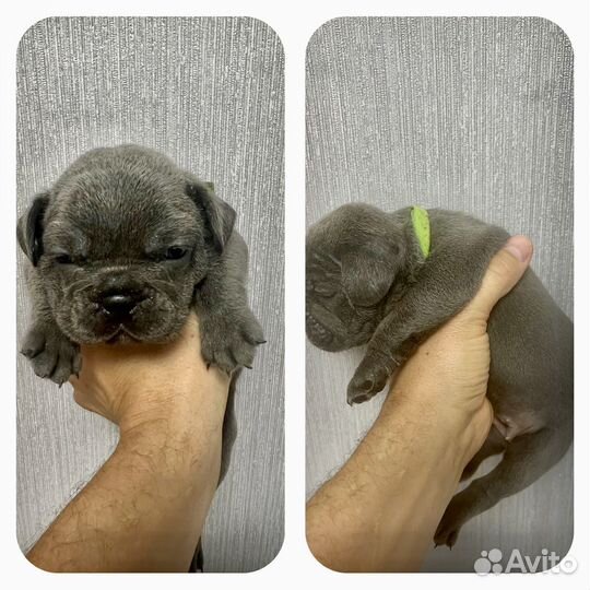 Французский бульдог