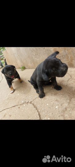 Щенки кане корсо