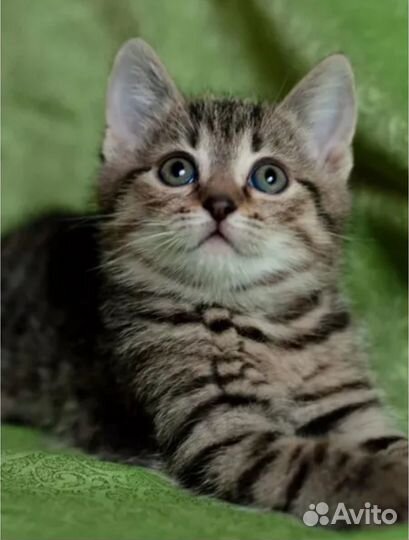 Мальчик тигруля, 2 мес в добрые руки