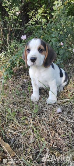 Щенки Бигль